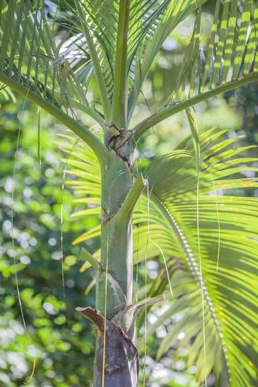 Cape Tribulation Holiday House Εξωτερικό φωτογραφία